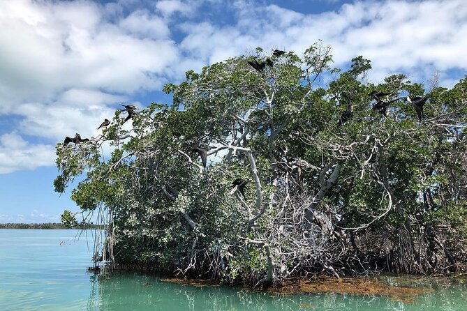 private-2-hour-mangrove-ecotour-2