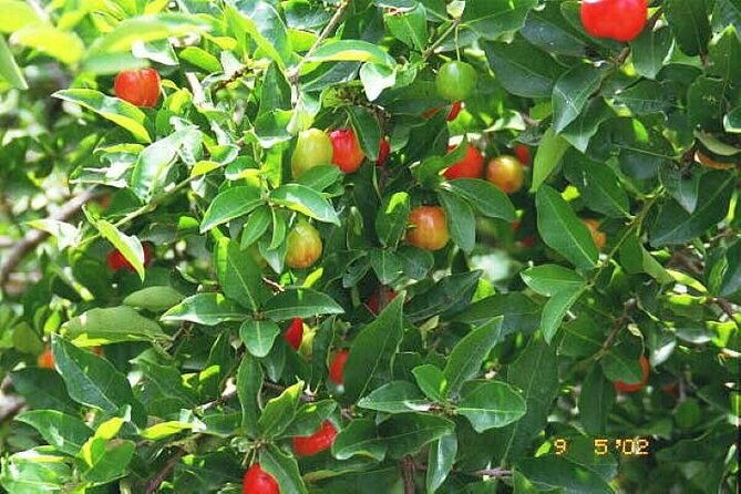 private-3-5h-natural-herbs-tour-shopping-dinner-at-ricks-cafe
