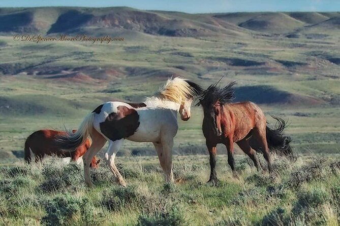 private-4-hour-red-canyon-wild-mustang-air-conditioned-van-tours