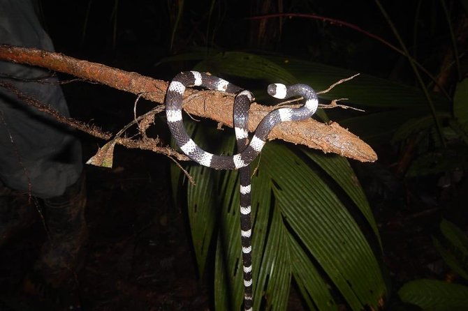 private-4-hours-night-jungle-hike-panama-tour