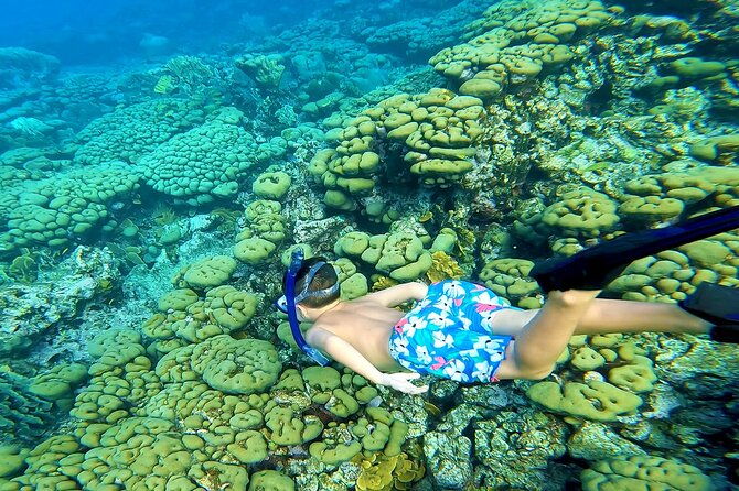 private-angelfish-snorkeling-with-brunch-in-aruba
