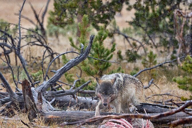 private-bespoke-yellowstone-photography-safari-half-day