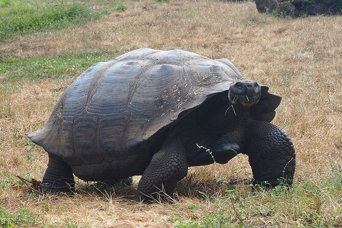 private-bicitour-giant-tortoises-and-lava-tunnel-in-galapagos