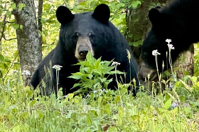 private-boutique-blue-ridge-parkway-full-day-tour