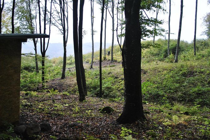 private-brown-bear-watching-experience-near-odorheiu-secuiesc