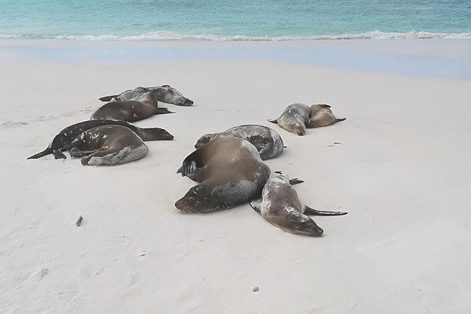 private-charles-darwin-station-tour-tortuga-bay-beach-with-lunch