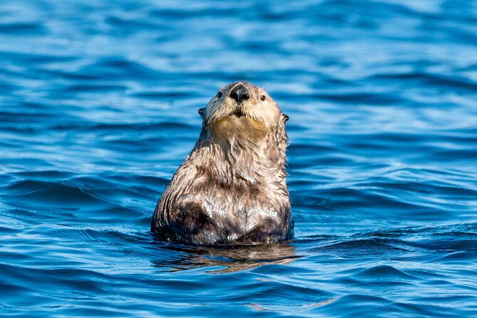 private-charter-scenic-wildlife-excursion-for-cruise-passengers