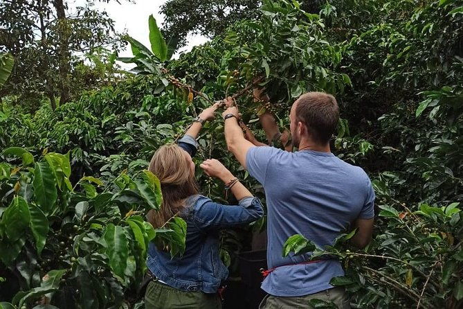 private-coffee-tour-near-medellin-from-bean-to-cup