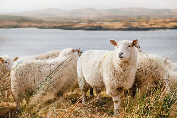private-connemara-day-tour-2