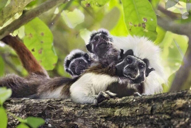 private-cotton-top-tamarin-adventure-tour