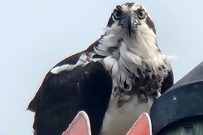 private-crystal-river-wildlife-boat-tour
