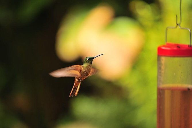 private-day-tour-to-mindo-waterfalls-hummingbirds