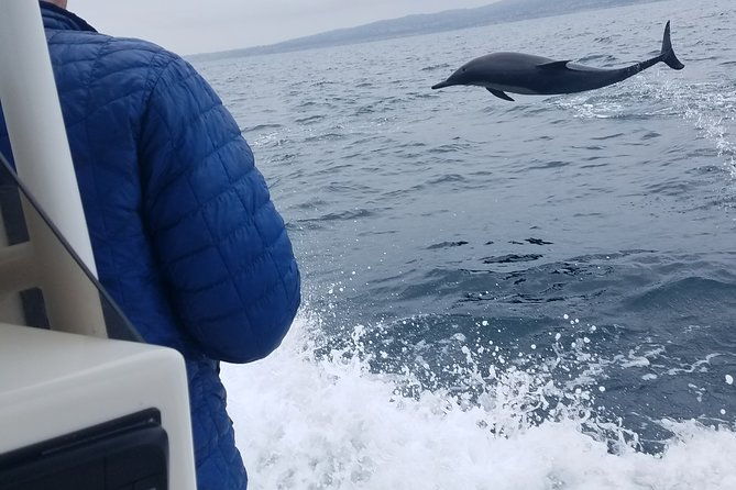 private-dolphin-and-whale-watching-tour-in-newport-beach
