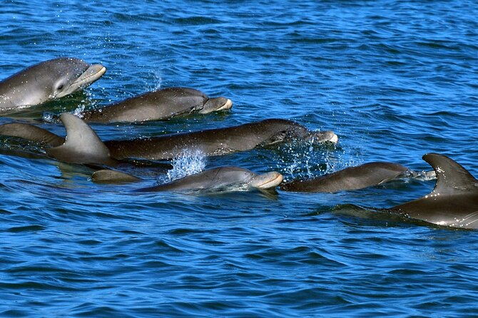 private-dolphin-playground-safari