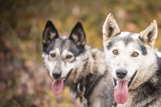 private-fall-foliage-mushing-cart-ride-in-fairbanks