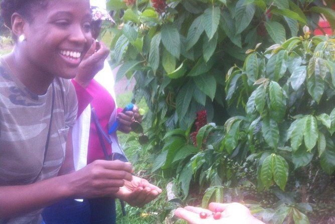private-full-day-coffee-tour-to-palmitas-farm-near-medellin