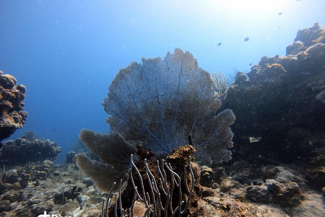 private-full-day-guided-snorkeling-or-diving-charter-in-st-thomas