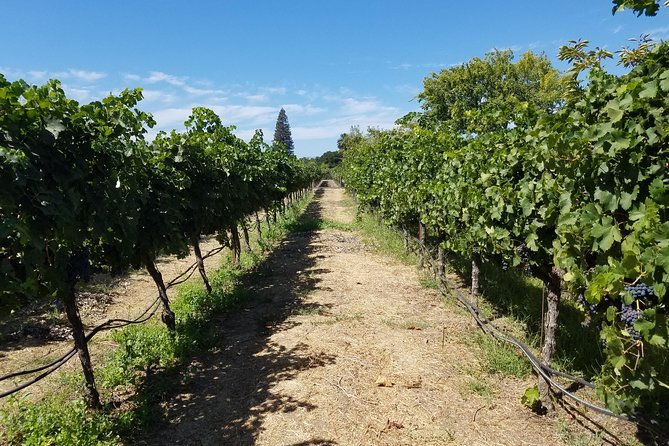 private-full-day-napa-wine-tour-in-a-luxury-vehicle