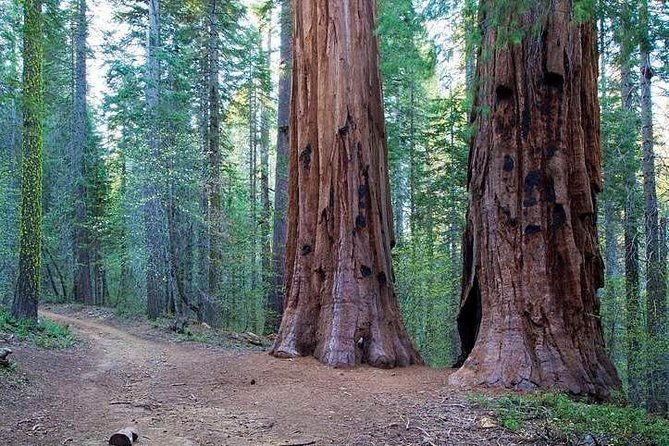 private-giant-sequoia-grove-hike