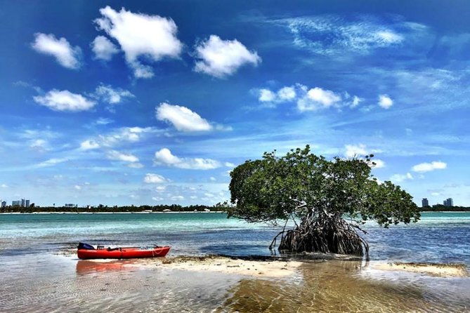 private-guided-kayak-or-sup-eco-adventure