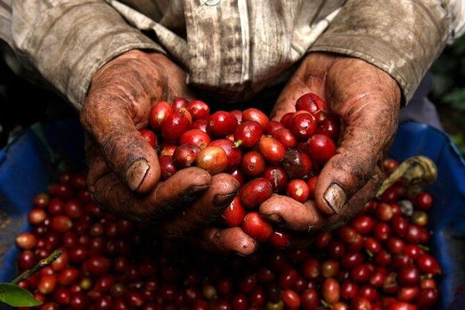 private-half-day-coffee-tour-at-family-farm-close-to-medellin