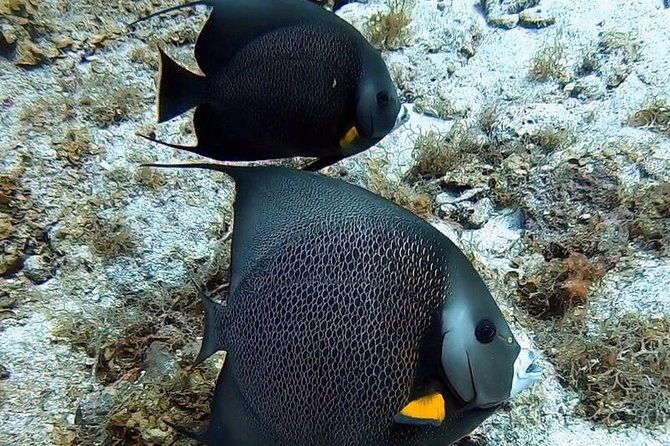 private-half-day-dive-trip-in-st-thomas-virgin-islands