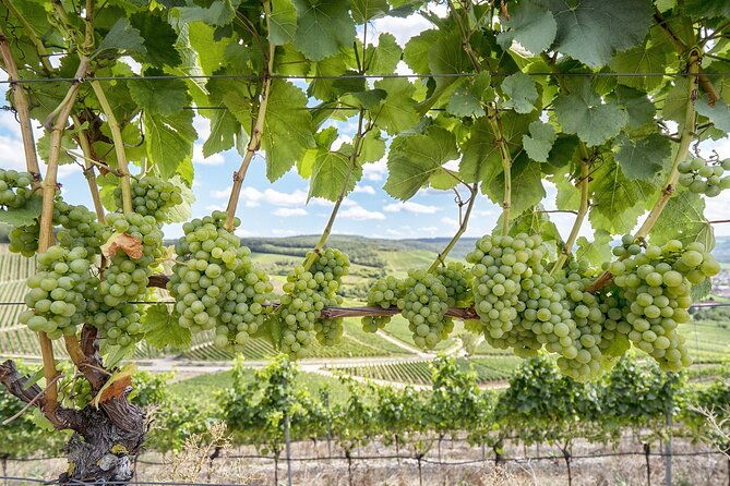 private-half-day-txakoli-wine-tour-getaria-fishing-village