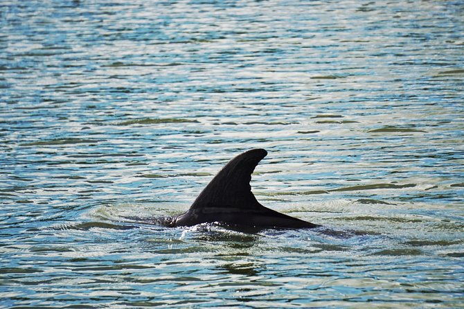 private-hilton-head-dolphin-tour-with-waterfront-dining-stop