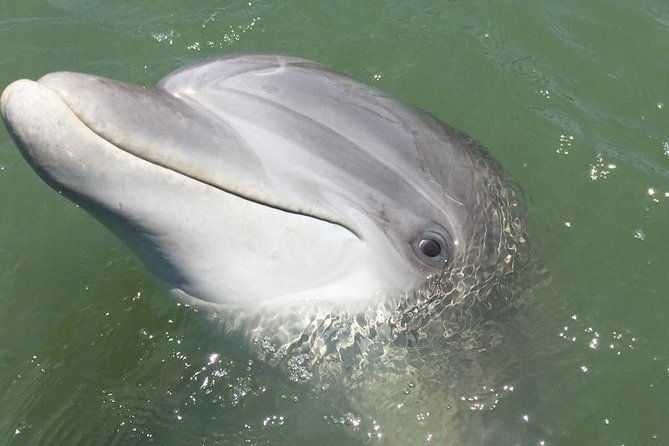 private-hilton-head-dolphin-tour
