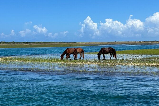 private-island-eco-tours-on-a-private-boat-from-shackleford-banks