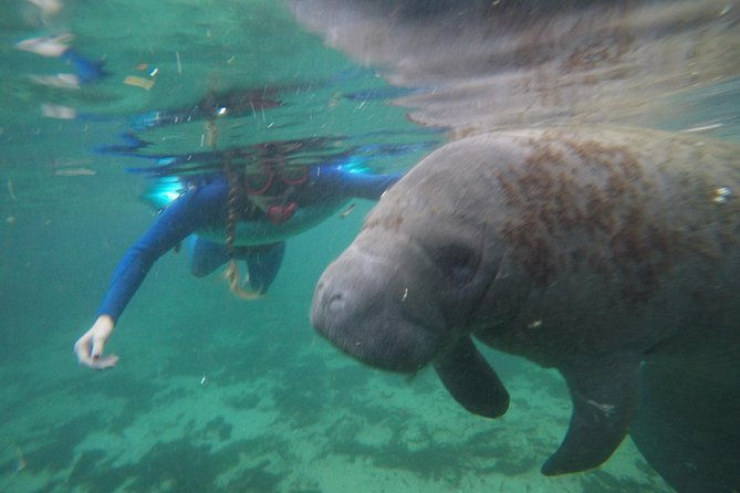 private-manatee-snorkeling-tour