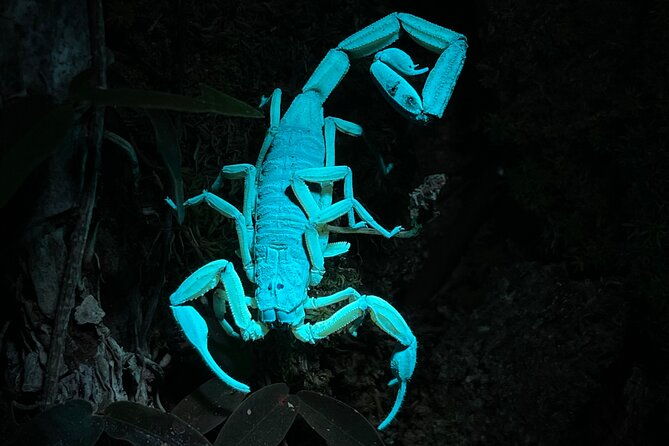 private-manuel-antonio-sunset-and-night-tour