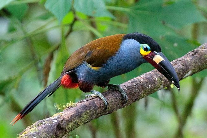 private-mindo-cloud-forest-adventure
