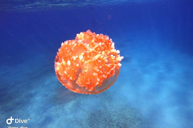 private-morning-half-day-snorkeling-trip