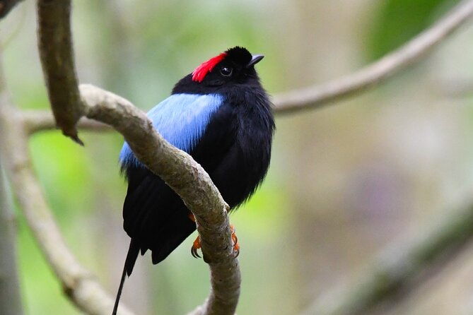 private-nature-tour-in-cabo-blanco-park-costa-rica