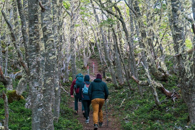 private-patagonian-forest-hike-in-punta-arenas-4-hour