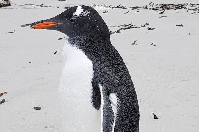 private-penguin-paradise-tour-penguins-scenery-stanley