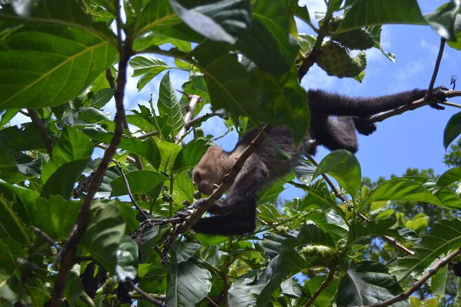 private-roatan-sloths-and-island-tour
