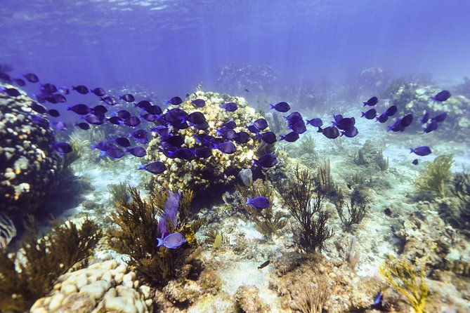 private-stingray-city-snorkeling-and-biobay-charter-for-6-guests