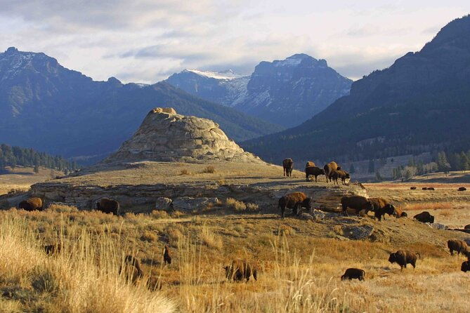 private-sunrise-wildlife-adventure-into-yellowstone-lamar-valley