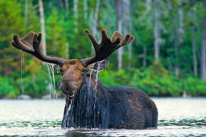 private-sunset-4-hour-grand-teton-wildlife-adventure