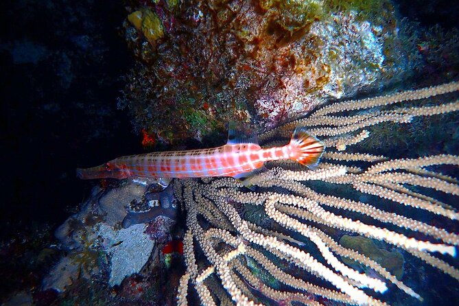 private-sunset-charter-guided-night-snorkeling-in-st-thomas