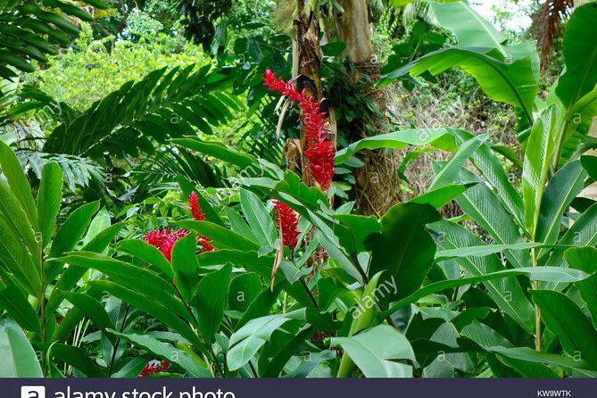 private-tour-from-ocho-rios-to-konoko-falls-and-garden-and-shopping