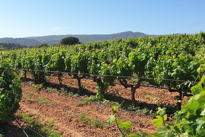 private-tour-of-azeitao-palmela-setubal-wines