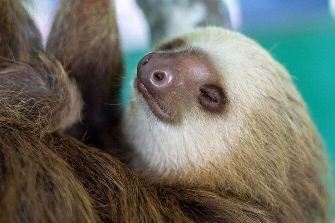 private-tour-to-monkey-island-and-sloth-sanctuary-in-gamboa
