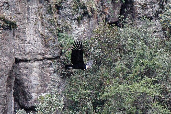 private-tour-to-spotting-condors-at-antisana-volcano-all-included