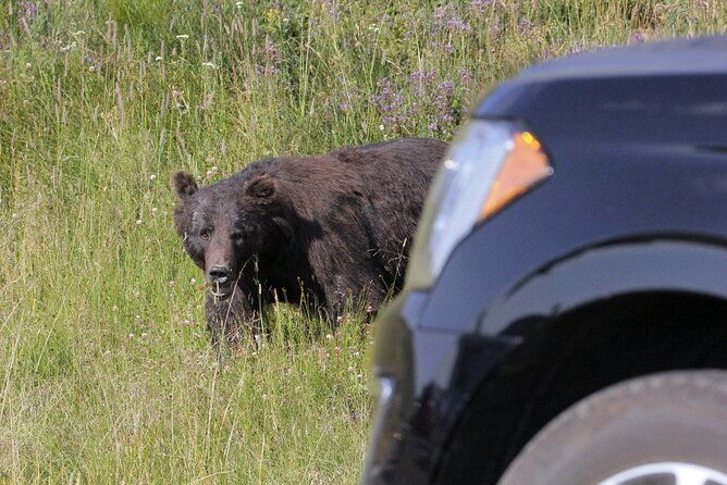 private-upper-loop-grand-teton-lower-loop-scenic-wildlife-3-day-tours