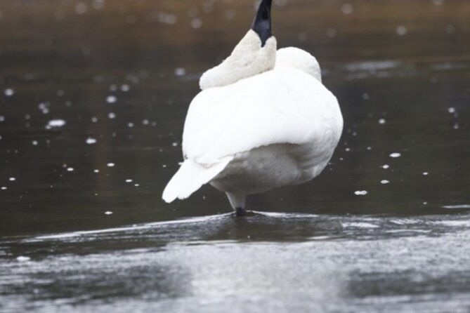 private-vip-wildlife-winter-safari-of-yellowstone