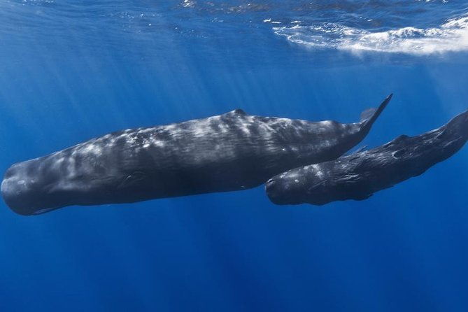private-waitukubuli-dolphin-whale-watching