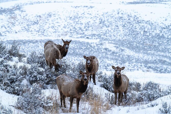private-wildlife-photography-tour-in-yellowstone-national-park